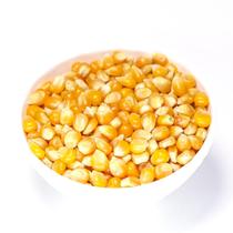 Milho Para Pipoca Qualidade Premium 500gr Milho Para Pipoca Qualidade Premium 500gr