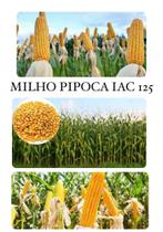 Milho Pipoca Hibrido IAC 125 - 1KG de Sementes