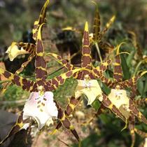 Miltassia natalia Miltassia natalia