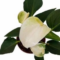 Mini Antúrio Alba Planta Natural Adulta Com Vaso