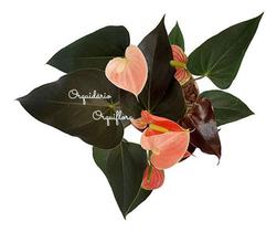 Mini Antúrio Flor Rosé Planta Natural Adulta Com Vaso Mini Antúrio Flor Rosé Planta Natural Adulta Com Vaso