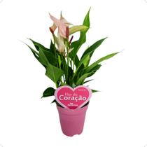 Mini Antúrio Lili Rosa Planta Natural Florida Pote 9 Flor - Inspira Flora