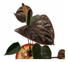 Mini Anturio Negro Muda Jovem Florida Planta Natural No Vaso - Orquiflora