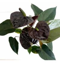 Mini Antúrio Negro Planta Natural Adulta Com Vaso - Orquiflora