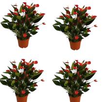 Mini Antúrio Vermelho 4 Un Planta Adulta E Natural Exótica