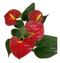 Mini Antúrio Vermelho Planta Natural Adulta Com Vaso Exótica Rara - Orquiflora