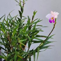 Mini arundina (mini orquídea bambu)