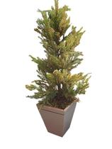 Mini Árvore de Natal Pinheiro com Vaso de Madeira 50 cm