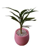 Mini bambu da sorte c/vaso auto irritável