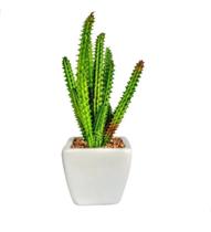 Mini cacto no vaso