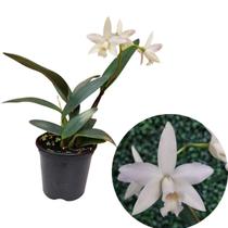Mini Cattleya Branca Cruzamento Sophronitis Orquidea Exótica Mini Cattleya Branca Cruzamento Sophronitis Orquidea Exótica