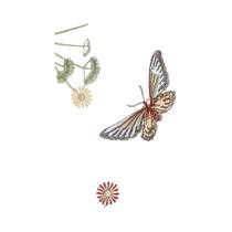 Mini Cortina De Tule Transparente Com Borboletas Para Quarto, Cozinha, Porta, Painel De Janela De