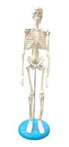 Mini Esqueleto Humano 45cm Articulado Base Anatomica