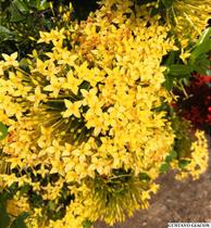 Mini Ixora Amarela - Planta Ornamental Compacta Mini Ixora Amarela - Planta Ornamental Compacta