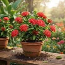 Mini Ixora Vermelha - Planta Ornamental Compacta Mini Ixora Vermelha - Planta Ornamental Compacta