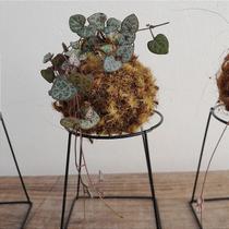 Mini kokedama de coração emaranhado acabamento neutro