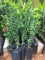 Mini-muda De Limão - Frutífera Exótica Para Vasos