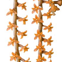 Mini Orquidea Aeangis Chamaeangis Hildebrandtii Planta Rara Mini Orquidea Aeangis Chamaeangis Hildebrandtii Planta Rara
