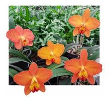 Mini Orquídea Hibridos De Sophronitis Arizona Planta Adulta