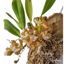 Mini Orquídea Rodriguezia Pardina Planta Adulta Flor Exótica - Orquiflora