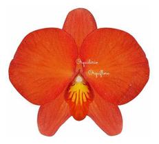 Mini Orquídea Sophronitis Grandiflora Planta Adulta Mini Orquídea Sophronitis Grandiflora Planta Adulta