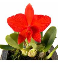 Mini Orquídea Sophronitis Planta De Colecionador Linda Flor