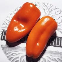 Mini pimentão Híbrido Akamu - Capsicum annuum - Sementes