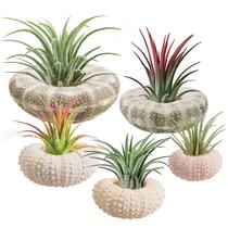 Mini plantadores de conchas de ouriço-do-mar ANPHSIN, pacote com 5, 3,5 a 9,5 cm