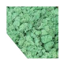 Mini Plantas Verdes Artificiais 20/40g Musgo Da Vida Eterna Artesanato DIY Grama Decoração Para Casa