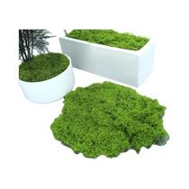 Mini Plantas Verdes Artificiais Musgo Grama 30 50 100g Decoração De Casa E Jardim Artesanato DIY