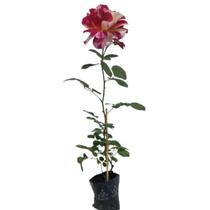 Mini Rosa Colombiana Abracadabra Pétalas de Cores Mescladas