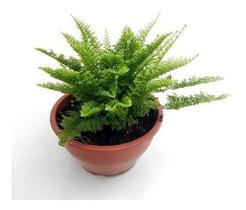 Mini Samambaia Havaiana Planta Natural Exótica Rara Jardim Decoração Em Vaso 12