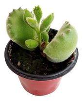 Mini Suculenta Pata De Urso ( Cotyledon Tomentosa ) Mini Suculenta Pata De Urso ( Cotyledon Tomentosa )