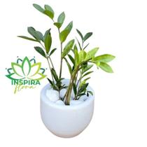 Mini Zamioculca Com Vaso de Cerâmica Branco - Pote 11 Mini Zamioculca Com Vaso de Cerâmica Branco - Pote 11