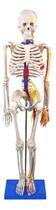 Miniatura Esqueleto Articulado 85cm C/ Nervos Vaso Sanguíneo