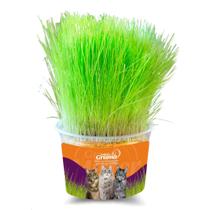 Mister Grama - Grama Para Gatos