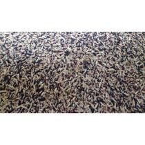 Mistura Sementes Canario Belga Premiun 10kg Mistura Sementes Canario Belga Premiun 10kg