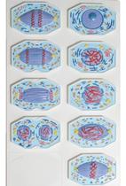 Mitose Em 9 Fases - Modelo Anatômico