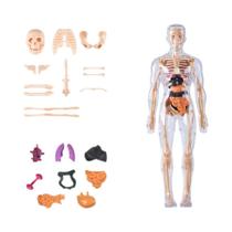 Modelo 3D Desmontável Da Estrutura Do Corpo Humano Para Crianças, Órgãos E Ossos, Brinquedo De Modelo 3D Desmontável Da Estrutura Do Corpo Humano Para Crianças, Órgãos E Ossos, Brinquedo De