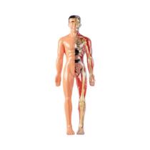 Modelo 3D Desmontável Da Estrutura Do Corpo Humano Para Crianças, Órgãos E Ossos, Brinquedo De Modelo 3D Desmontável Da Estrutura Do Corpo Humano Para Crianças, Órgãos E Ossos, Brinquedo De