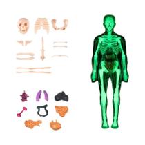 Modelo 3D Desmontável Da Estrutura Do Corpo Humano Para Crianças, Órgãos E Ossos, Brinquedo De Modelo 3D Desmontável Da Estrutura Do Corpo Humano Para Crianças, Órgãos E Ossos, Brinquedo De