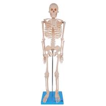 Modelo Anatomic Didático de Esqueleto Humano Articulado de 85cm Modelo Anatomic Didático de Esqueleto Humano Articulado de 85cm