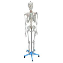 Modelo Anatomic Didático de Esqueleto Humano Articulado Tamanho Natural Modelo Anatomic Didático de Esqueleto Humano Articulado Tamanho Natural