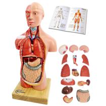Modelo Anatômico 3D de Torso Humano Generies 28 cm - 15 Peças Modelo Anatômico 3D de Torso Humano Generies 28 cm - 15 Peças
