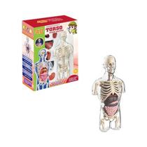 Modelo Anatômico 4D Do Corpo Humano: Órgãos Internos, Esqueleto, Vísceras E Cérebro Para Exibição