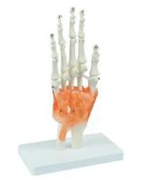 Modelo Anatômico Articulação de Mão