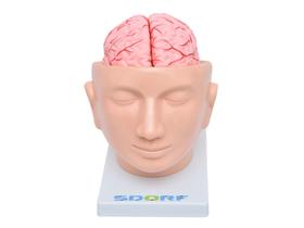 Modelo anatômico cabeça com cérebro e artérias em 9 partes sd5037