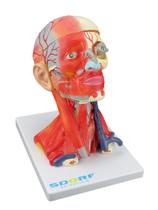 Modelo anatômico cabeça e pescoço musculados em 10 partes sd5025e - SDORF SCIENTIFIC DO BRASIL