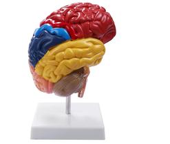 Modelo Anatômico Cerebral Meio Cérebro P/ Estudo Modelo Anatômico Cerebral Meio Cérebro P/ Estudo