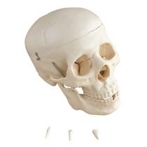 Modelo Anatomico Cranio Humano 5 Partes - DUMONT SIMULADORES